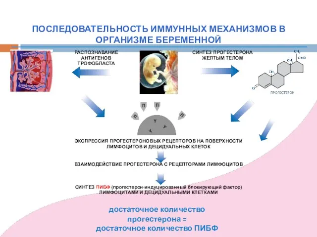 СИНТЕЗ ПРОГЕСТЕРОНА ЖЕЛТЫМ ТЕЛОМ РАСПОЗНАВАНИЕ АНТИГЕНОВ ТРОФОБЛАСТА ЭКСПРЕССИЯ ПРОГЕСТЕРОНОВЫХ РЕЦЕПТОРОВ НА