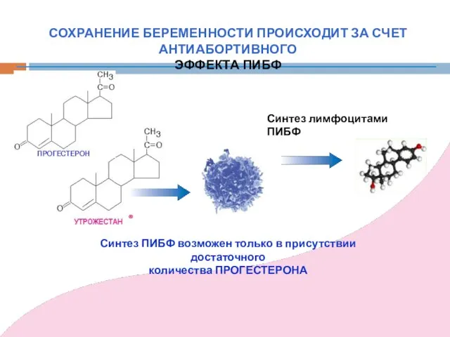 СОХРАНЕНИЕ БЕРЕМЕННОСТИ ПРОИСХОДИТ ЗА СЧЕТ АНТИАБОРТИВНОГО ЭФФЕКТА ПИБФ Синтез лимфоцитами ПИБФ