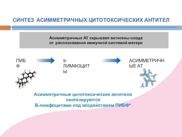 СИНТЕЗ АСИММЕТРИЧНЫХ ЦИТОТОКСИЧЕСКИХ АНТИТЕЛ ПИБФ B-ЛИМФОЦИТЫ АСИММЕТРИЧНЫЕ АТ Асимметричные цитотоксические антитела