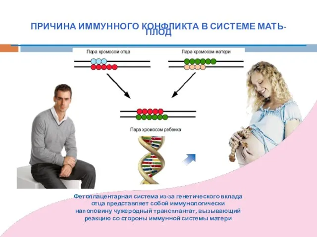 Фетоплацентарная система из-за генетического вклада отца представляет собой иммунологически наполовину чужеродный