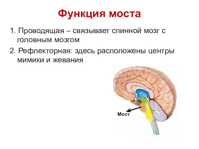 Функция моста 1. Проводящая – связывает спинной мозг с головным мозгом