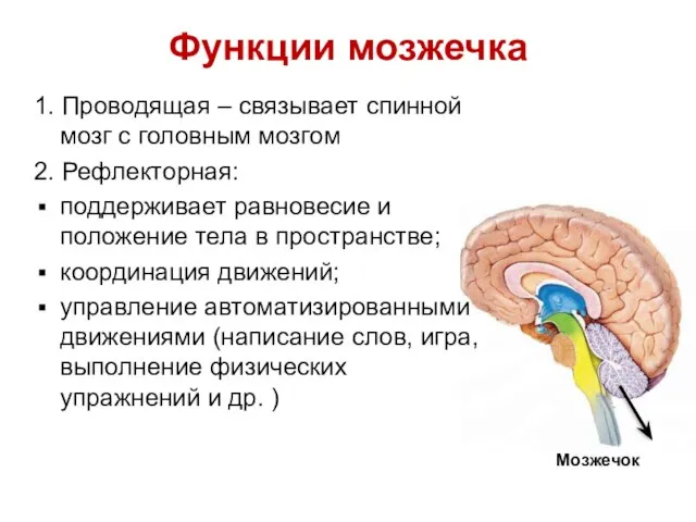 Функции мозжечка 1. Проводящая – связывает спинной мозг с головным мозгом