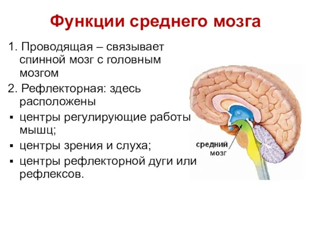 Функции среднего мозга 1. Проводящая – связывает спинной мозг с головным