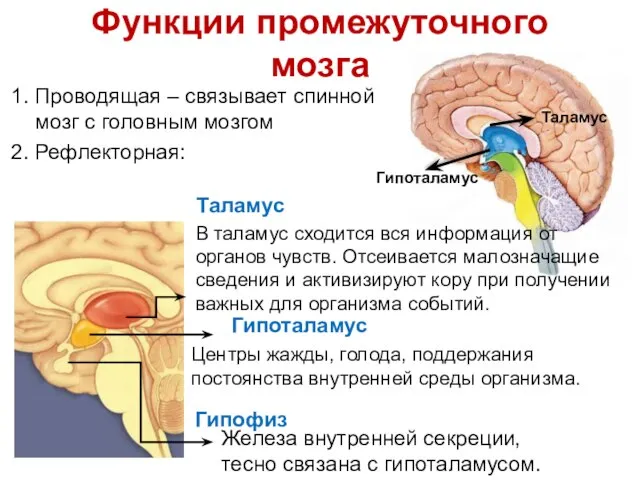 Функции промежуточного мозга 1. Проводящая – связывает спинной мозг с головным