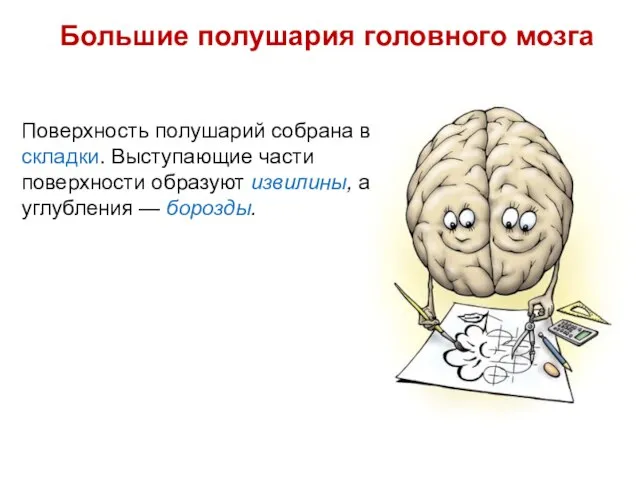 Большие полушария головного мозга Поверхность полушарий собрана в складки. Выступающие части