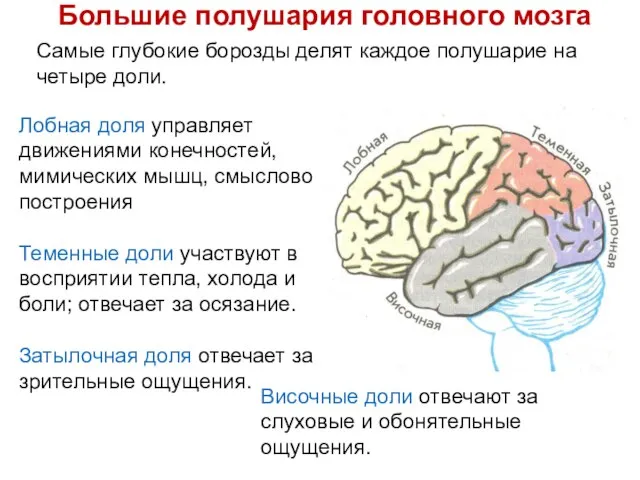 Большие полушария головного мозга Самые глубокие борозды делят каждое полушарие на