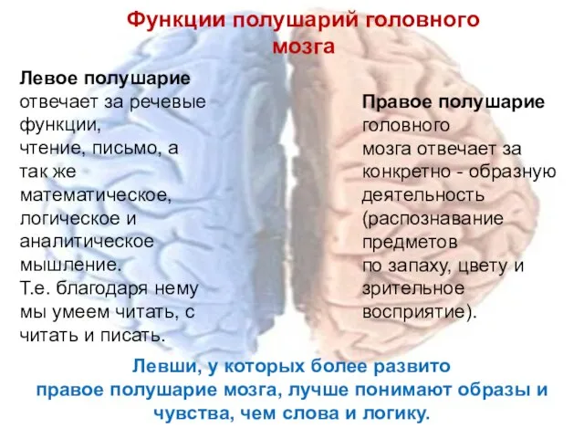 Функции полушарий головного мозга Левое полушарие отвечает за речевые функции, чтение,