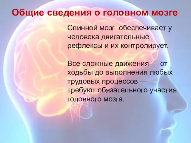 Спинной мозг обеспечивает у человека двигательные рефлексы и их контролирует. Все