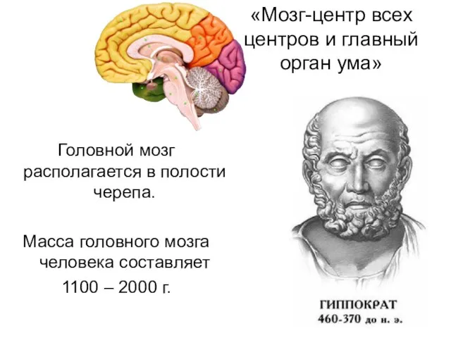 «Мозг-центр всех центров и главный орган ума» Головной мозг располагается в