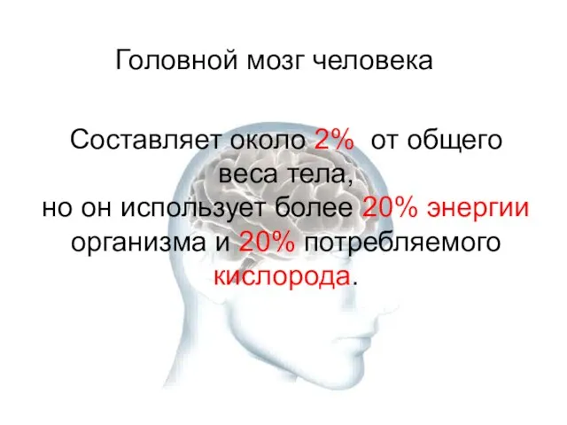 Составляет около 2% от общего веса тела, но он использует более