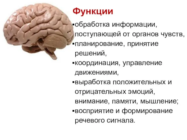 Функции обработка информации, поступающей от органов чувств, планирование, принятие решений, координация,