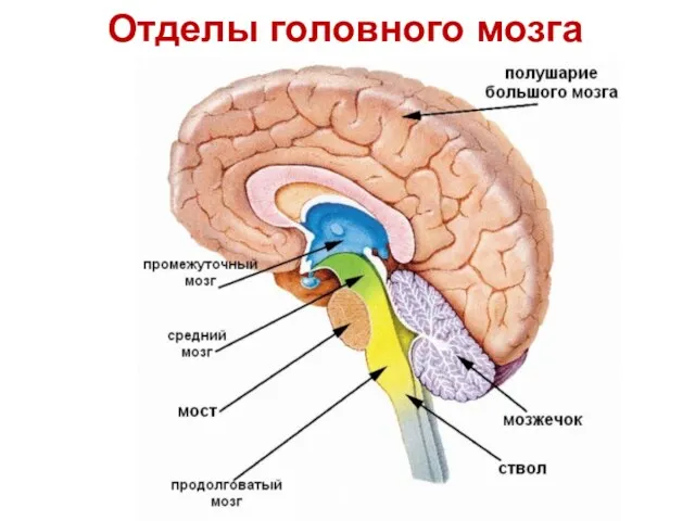 Отделы головного мозга