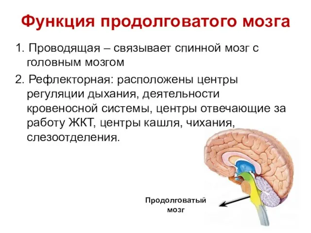 Функция продолговатого мозга 1. Проводящая – связывает спинной мозг с головным