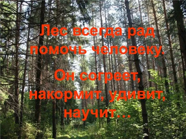 Лес всегда рад помочь человеку. Он согреет, накормит, удивит, научит… Лес