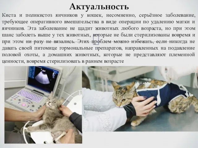 Актуальность Киста и поликистоз яичников у кошек, несомненно, серьёзное заболевание, требующее