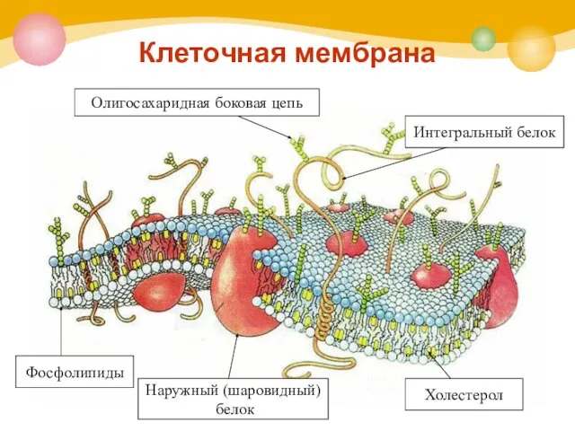 Клеточная мембрана Олигосахаридная боковая цепь Интегральный белок Фосфолипиды Наружный (шаровидный) белок Холестерол