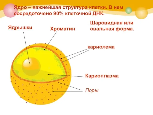 Ядро – важнейшая структура клетки. В нем сосредоточено 90% клеточной ДНК.