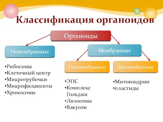 Классификация органоидов Органоиды Немембранные Мембранные Одномембранные Двухмембранные Рибосомы Клеточный центр Микротрубочки