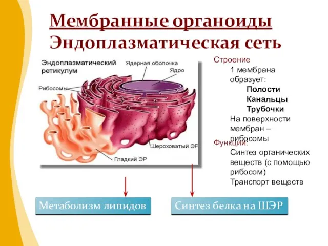 Мембранные органоиды Эндоплазматическая сеть Метаболизм липидов Синтез белка на ШЭР Функции: