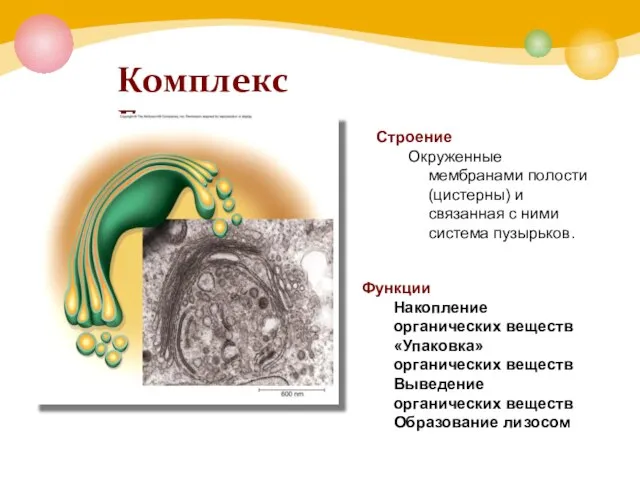 Комплекс Гольджи Строение Окруженные мембранами полости (цистерны) и связанная с ними