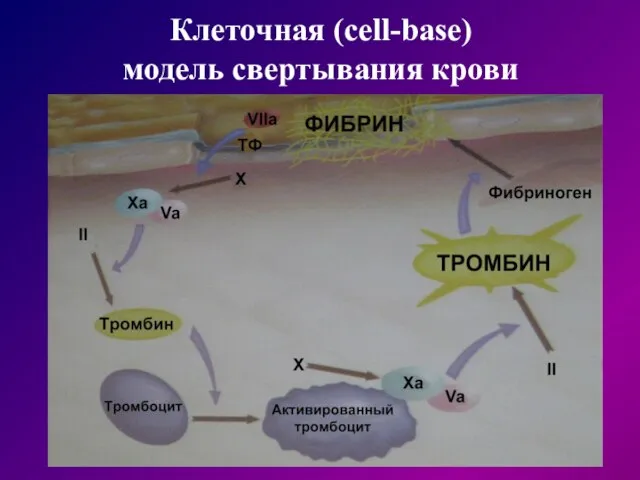 Клеточная (cell-base) модель свертывания крови