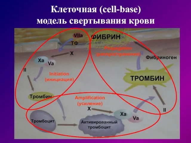 Initiation (инициация) Amplification (усиление) Propagation (распространение) Клеточная (cell-base) модель свертывания крови