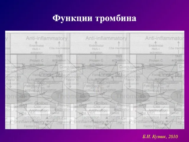 Функции тромбина Б.И. Кузник, 2010