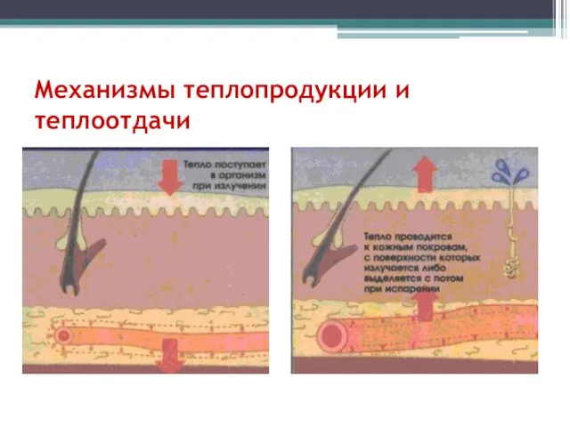 Механизмы теплопродукции и теплоотдачи А) Теплопродукция Б) Теплоотдача