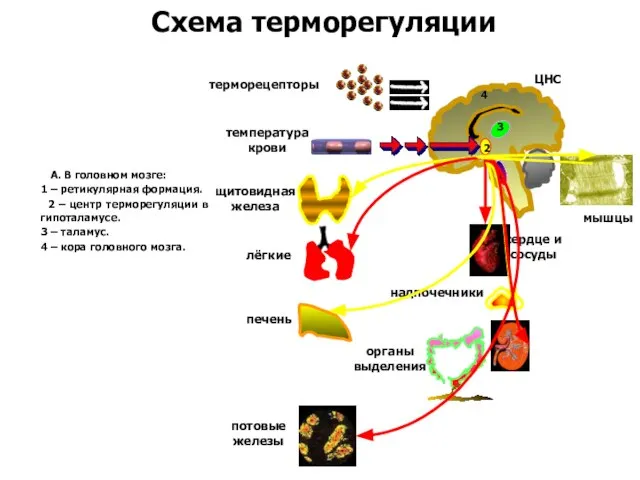 А. В головном мозге: 1 – ретикулярная формация. 2 – центр