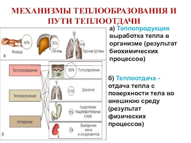 МЕХАНИЗМЫ ТЕПЛООБРАЗОВАНИЯ И ПУТИ ТЕПЛООТДАЧИ а) Теплопродукция выработка тепла в организме