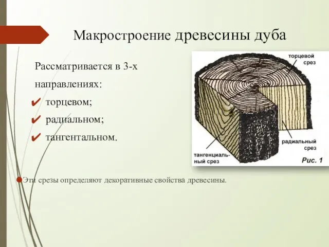 Макростроение древесины дуба Рассматривается в 3-х направлениях: торцевом; радиальном; тангентальном. Эти срезы определяют декоративные свойства древесины.