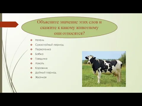 Нетель Сухостойный период Первотелка Бабка Говядина Локоть Коровник Дойный период Жвачная