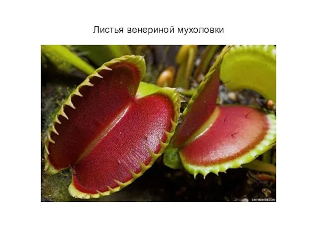 Листья венериной мухоловки