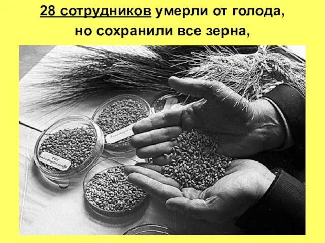 28 сотрудников умерли от голода, но сохранили все зерна,