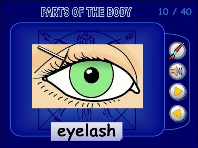 10 / 40 eyelash