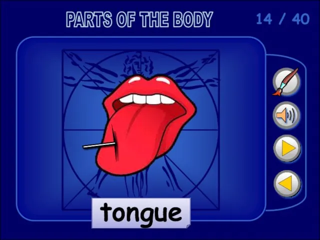 14 / 40 tongue