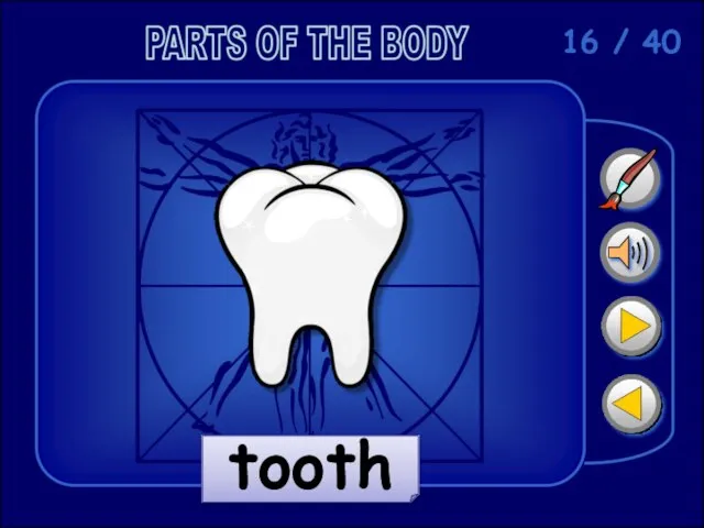 16 / 40 tooth