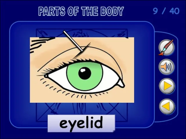 9 / 40 eyelid