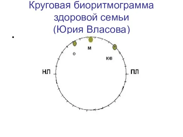 Круговая биоритмограмма здоровой семьи (Юрия Власова)