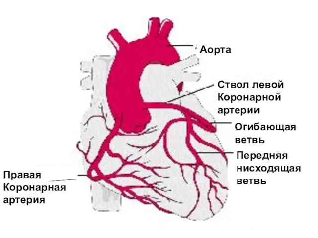 Правая Коронарная артерия Аорта Ствол левой Коронарной артерии Огибающая ветвь Передняя нисходящая ветвь Миррахимов Э.М