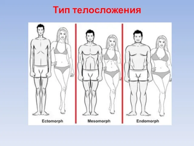 Тип телосложения