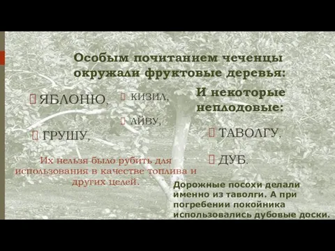 Особым почитанием чеченцы окружали фруктовые дере­вья: Их нельзя было рубить для