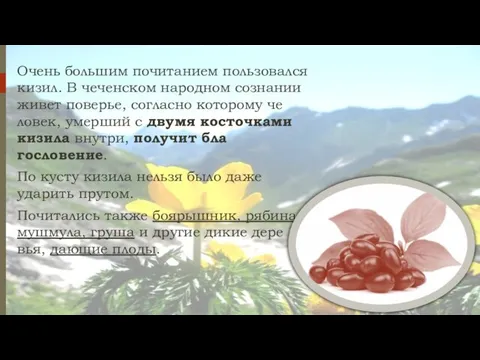 Очень большим почитанием пользовался кизил. В чеченс­ком народном сознании живет поверье,