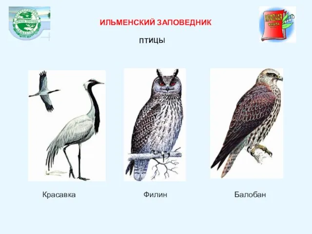 Балобан Красавка Филин ИЛЬМЕНСКИЙ ЗАПОВЕДНИК ПТИЦЫ