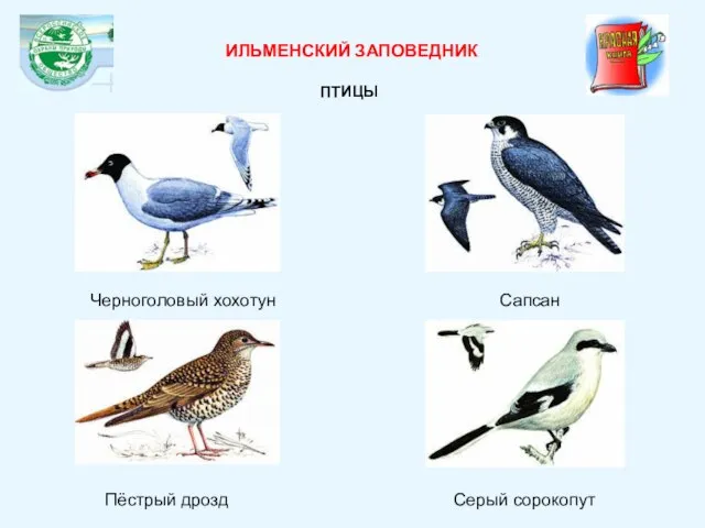 Черноголовый хохотун Сапсан Серый сорокопут ИЛЬМЕНСКИЙ ЗАПОВЕДНИК ПТИЦЫ Пёстрый дрозд