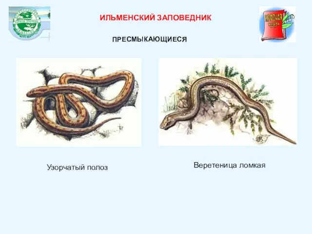 ИЛЬМЕНСКИЙ ЗАПОВЕДНИК ПРЕСМЫКАЮЩИЕСЯ Узорчатый полоз Веретеница ломкая