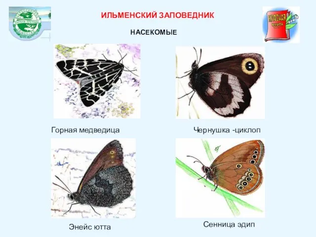 Горная медведица Чернушка -циклоп Энейс ютта Сенница эдип ИЛЬМЕНСКИЙ ЗАПОВЕДНИК НАСЕКОМЫЕ