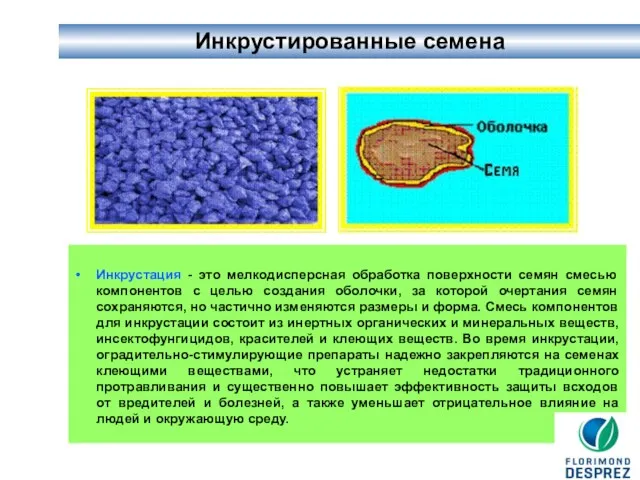 Инкрустированные семена Инкрустация - это мелкодисперсная обработка поверхности семян смесью компонентов