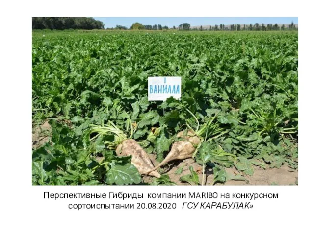 Перспективные Гибриды компании MARIBO на конкурсном сортоиспытании 20.08.2020 ГСУ КАРАБУЛАК»