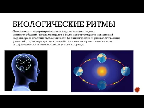 БИОЛОГИЧЕСКИЕ РИТМЫ Биоритмы — сформированная в ходе эволюции модель приспособления, проявляющаяся